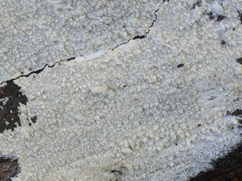 Hyphoderma setigerum